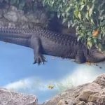 Na ovaj trenutak se čekalo godinama: U Beo zoo vrtu se pomerio ALIGATOR MUJA (VIDEO)