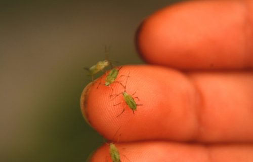 POJAVILE SU VAM SE VAŠKE? Postoje efikasni načini da se rešite GNJIDA