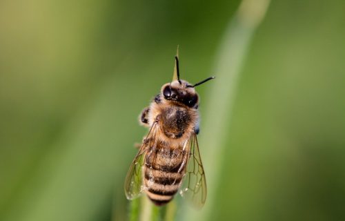 Insekti se očajnički plaše jedne stvari: Jedna namirnica je prava klopka za ose i dosadne krvopije