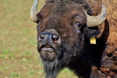 Neverovatan slučaj završio na sudu: Hteo da spase bizona ali ga osudio na smrt
