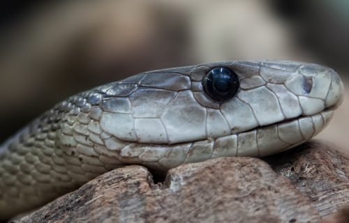 Zmije se plaše samo ovoga: Stavite ga u dvorište, bežaće glavom bez obzira