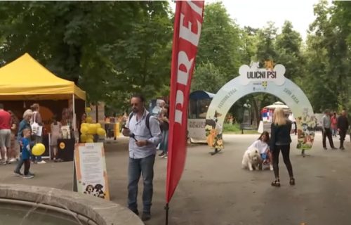 Više od 25.000 ljudi posetilo Festival pasa svih rasa "Ulični psi" (FOTO)