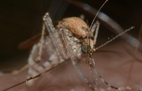 Danas se nastavlja zaprašivanje komaraca: Evo i na kojim lokacijama