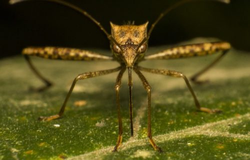 RASTE STRAH OD GROZNICE ZAPADNOG NILA: Virus prenose KOMARCI, a ovo su simptomi (FOTO)