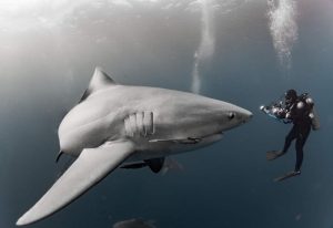 Ajkule na kokainu krstare Bahamima, kod nekih našli i diklofenak