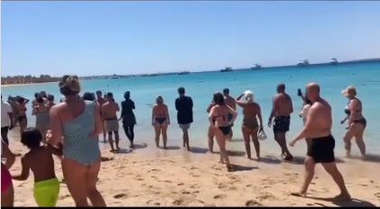 Opet panika zbog ajkule na plaži u Hurgadi! Srpski turisti jedini prepoznali o čemu je reč (VIDEO)