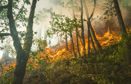 Veliki požar na obroncima Fruške gore: Zapalilo se nisko rastinje, plamen se vidi iz Novog Sada (FOTO)