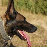 Veterinar savetuje: Da li pas treba da jede pre ili posle jutarnje šetnje?