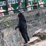 Zoo vrt u Kini demantovao glasine da su njihovi medvedi zapravo ljudi obučeni u kostime (VIDEO)