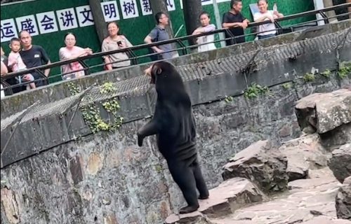 Zoo vrt u Kini demantovao glasine da su njihovi medvedi zapravo ljudi obučeni u kostime (VIDEO)