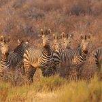 Uhvaćena zebra u Beogradu koja je danas pobegla iz Zoološkog vrta - prilikom bega povredila troje ljudi