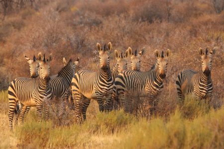 Uhvaćena zebra u Beogradu koja je danas pobegla iz Zoološkog vrta – prilikom bega povredila troje ljudi