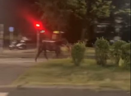 Nesvakidašnja saobraćajka: Zakucala se automobilom u konja usred Beograda (VIDEO)