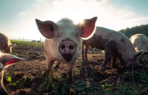Na teritoriji Čačka proglašena epidemija afričke kuge svinja