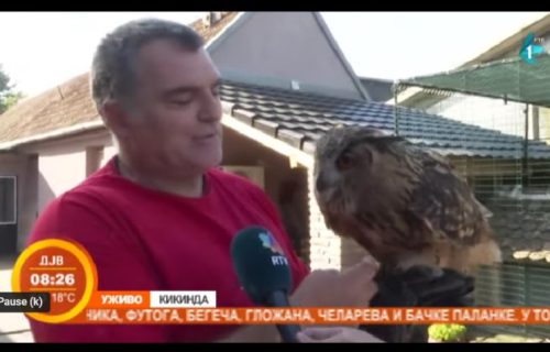 Veselin iz Kikinde ima najveću sovu na svetu kao kućnog ljubimca: Upoznajte Bubu, orlovsku ušaru (VIDEO)