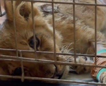 Pozdrav iz Zoo vrta od borbene lavice: Najnoviji snimak lavića nađenog kod Subotice (VIDEO)