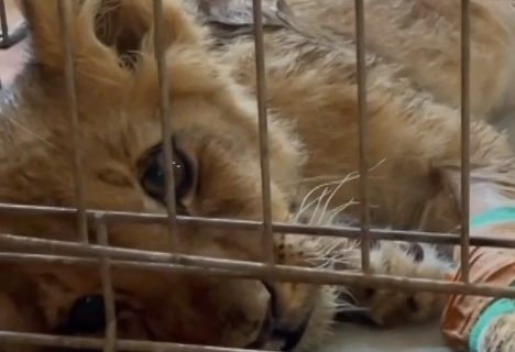 Pozdrav iz Zoo vrta od borbene lavice: Najnoviji snimak lavića nađenog kod Subotice (VIDEO)