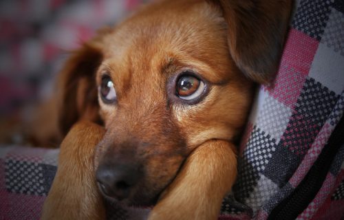 Nova istaživanja dokazuju: Jedna fizička karakteristika ukazaće na to koliko će vaš pas živeti