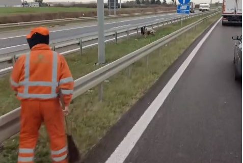 Nesvakidašnja scena u Beogradu: Svinja zalutala na auto-put (VIDEO)