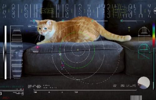 Narandžasti mačak Tejters postao svemirska filmska zvezda: "Igrao" u videu koji je NASA strimovala iz svemira (VIDEO)