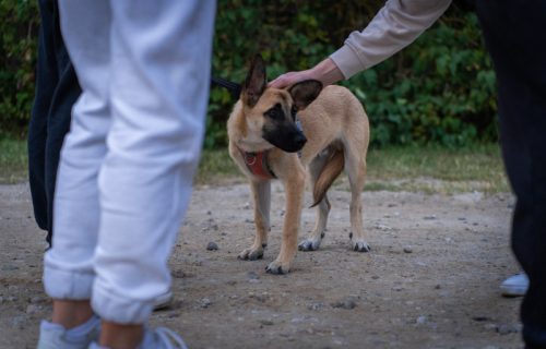 Vlasnica psa predložila roditeljima da drže decu na povocu, pa izazvala raspravu