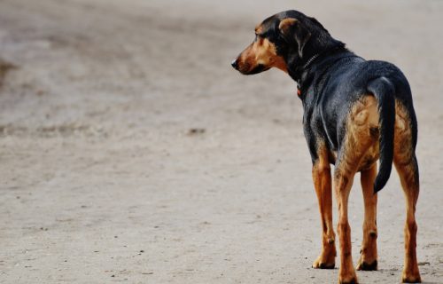 Potresan snimak iz veterinarske ambulante u Beogradu: Pas cvili, devojka ga u zadnji čas spasi eutanazije