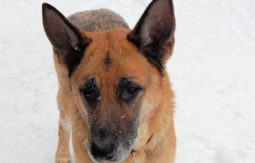 Kuha je policijski pas i napravio je herojski čin: Pronašao je i spasio dete zatrpano snegom (FOTO)