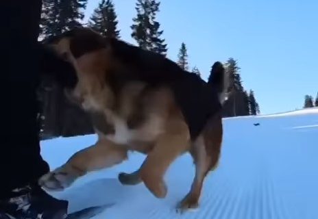 Dramatična scena na Kopaoniku: Skijaša napao čopor nasred staze, jedan pas ga ugrizao (VIDEO)