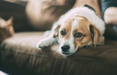 Da li ste nekada primetili psa sa žutom mašnicom na ogrlici? Evo šta to znači i kako treba da postupite