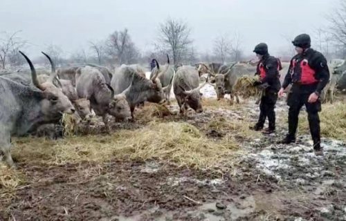 Pogledajte kako izgleda akcija spasavanja životinja sa Krčedinske ade (FOTO)