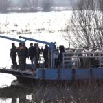 "Radićemo dok i poslednje grlo ne bude na bezbednom": Evakuacija sa Krčedinske ade uspešno nastavljena