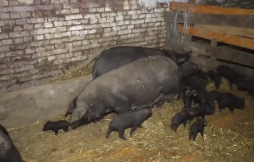 Čudo u selu pokraj Bajine Bašte: Krmača oprasila više od 20 prasića (VIDEO)