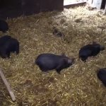 Ozbiljan problem za stočare u Srbiji: Zabeležena četiri žarišta, farme trpe velike gubitke