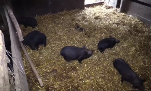 Ozbiljan problem za stočare u Srbiji: Zabeležena četiri žarišta, farme trpe velike gubitke
