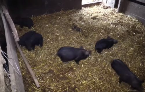 Ozbiljan problem za stočare u Srbiji: Zabeležena četiri žarišta, farme trpe velike gubitke