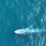 Snimljen najređi kit na svetu: Ovo se desilo drugi put u istoriji! (VIDEO)