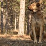 Rizikovali život da bi spasili iznemoglog psa iz kanjona: Neverovatna akcija Gorske službe (FOTO)