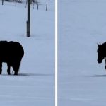 Da li se konj približava ili udaljava? Optička iluzija potpuno zbunila internet (VIDEO)