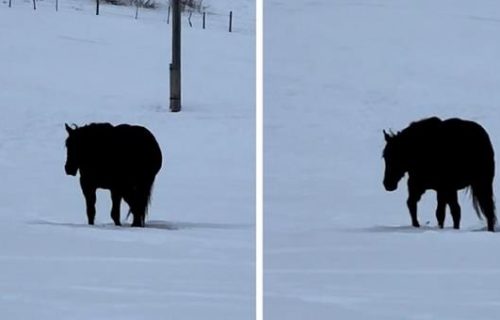 Da li se konj približava ili udaljava? Optička iluzija potpuno zbunila internet (VIDEO)