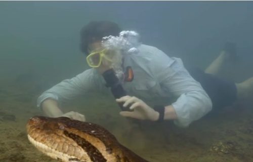 Otkrivena džinovska zelena anakonda: Debela je kao automobilska guma i teška preko 200 kg (VIDEO)