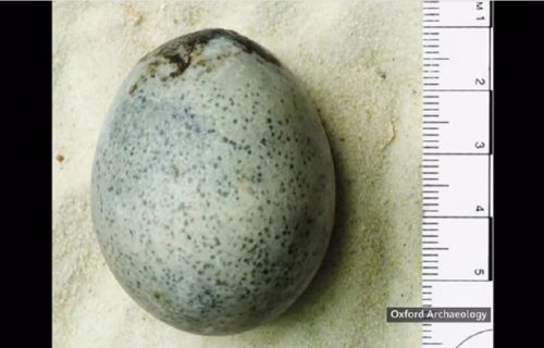 Arheolozi otkrili jaje staro 1700 godina, ali iznenađenje tek sledi: Ispod ljuske se nešto meškolji (VIDEO)