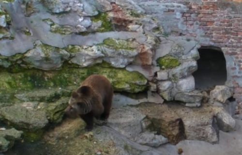 Ćao zimo! Uroš i Miša predviđaju da stižu lepi dani, beogradski medvedi se nisu vratili u pećinu