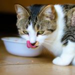 Da li i vaša mačka kopa oko posude sa hranom? Ovo su ČETIRI moguća razloga