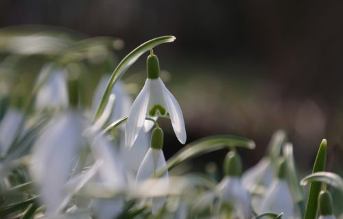 Nestvarno toplo za kraj februara, temperatura do 20 stepeni