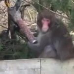 Odbegli majmun uhvaćen posle potere dronovima: Prolaznici se zaprepastili i opisali šta je radio (VIDEO)