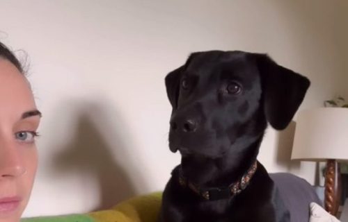 Reakcija labradora na omiljene reči je neodoljiva, što pokazuje i 23 miliona pregleda na mrežama (VIDEO)