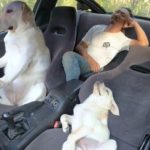 Pas vozi auto: Svi se pitaju kako je to moguće (VIDEO)