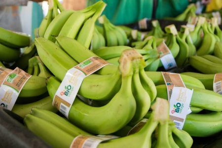 Jedan od najvećih izvoznika banana otpušta 4.900 radnika: Velika kriza svetskog giganta