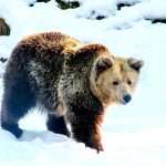 Turistu iz Danske napao medved na Popovoj Šapki: Skupo ga koštalo skijanje van obeleženih staza (VIDEO)