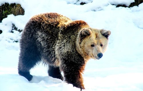 Turistu iz Danske napao medved na Popovoj Šapki: Skupo ga koštalo skijanje van obeleženih staza (VIDEO)